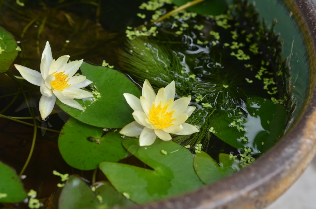 睡蓮の植え替え - めだかの空