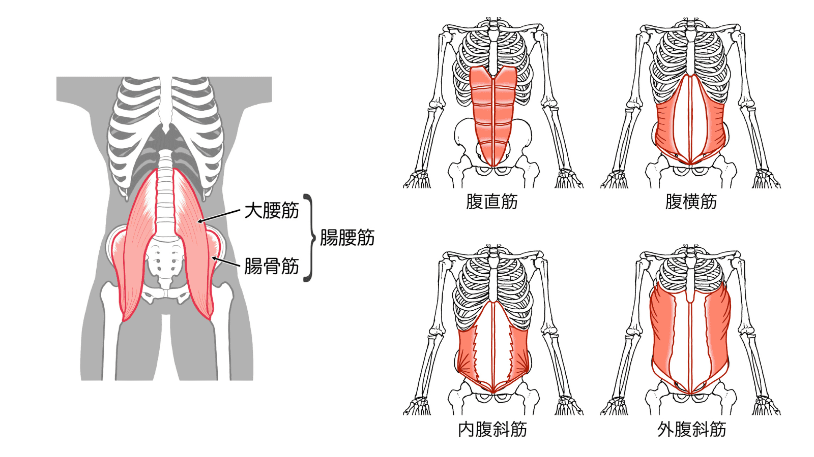 世界一引き締まる6回腹筋のやり方とは！？ - ラブすぽ