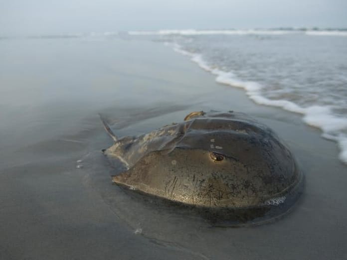 カブトガニの青い血TECHNOuchi