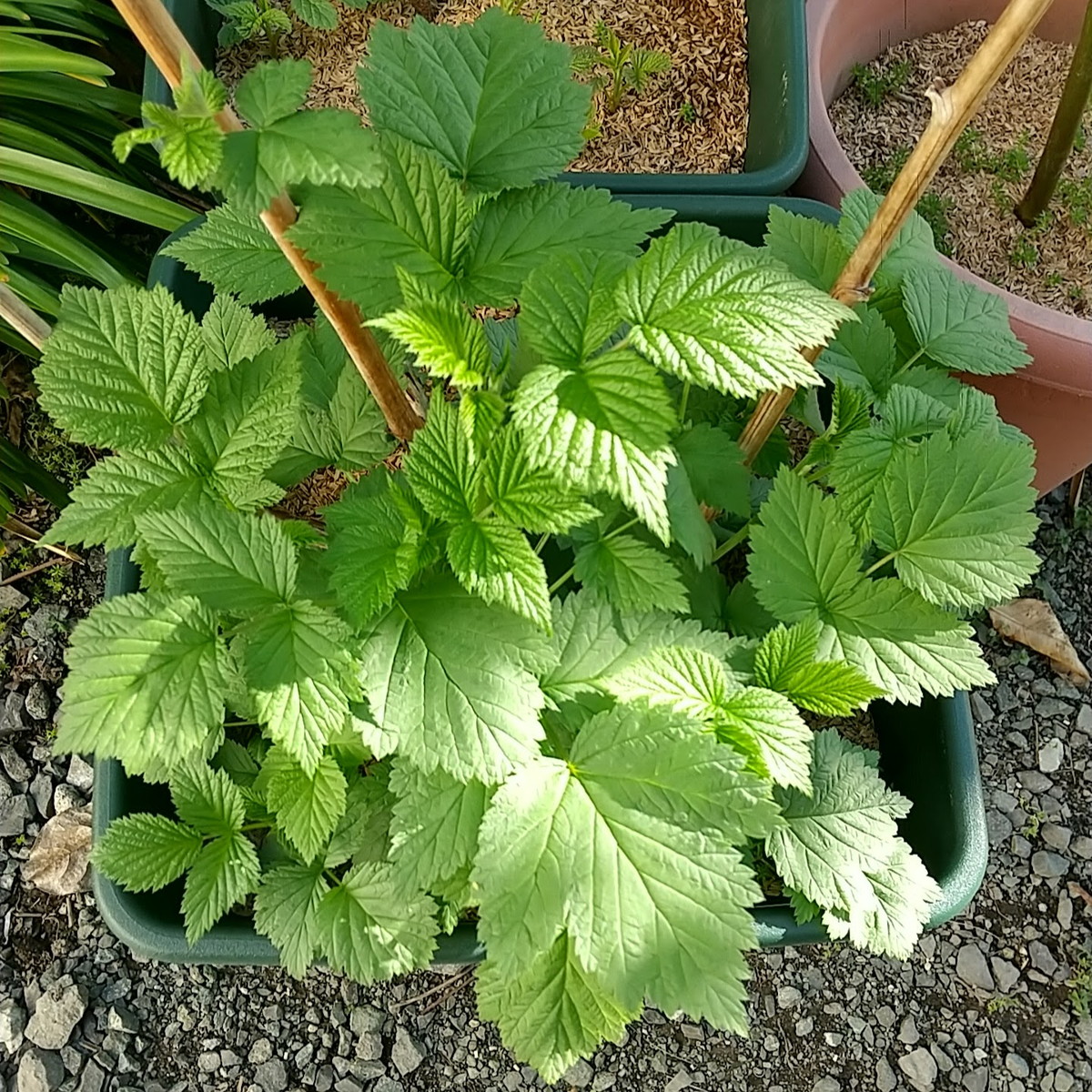 ラズベリーを育てよう