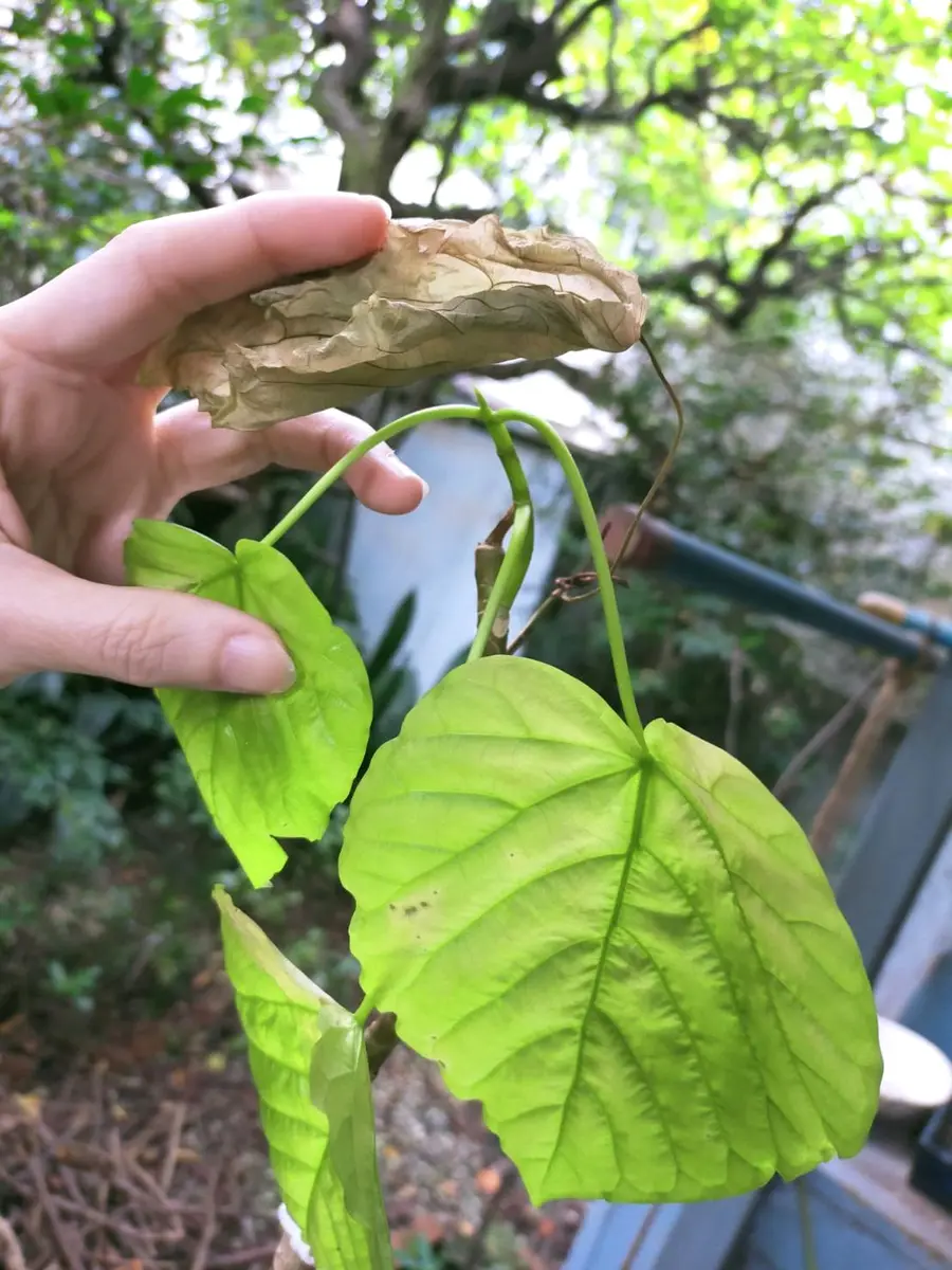 ウンベラータの挿し木成長！！！-ウンベラータブログ