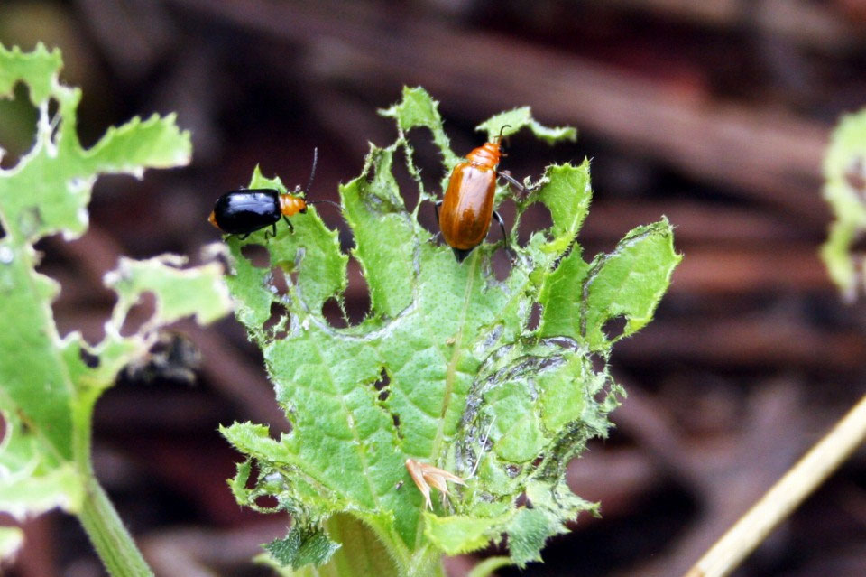 ウリハムシの被害と対策・駆除方法菜園ラボ