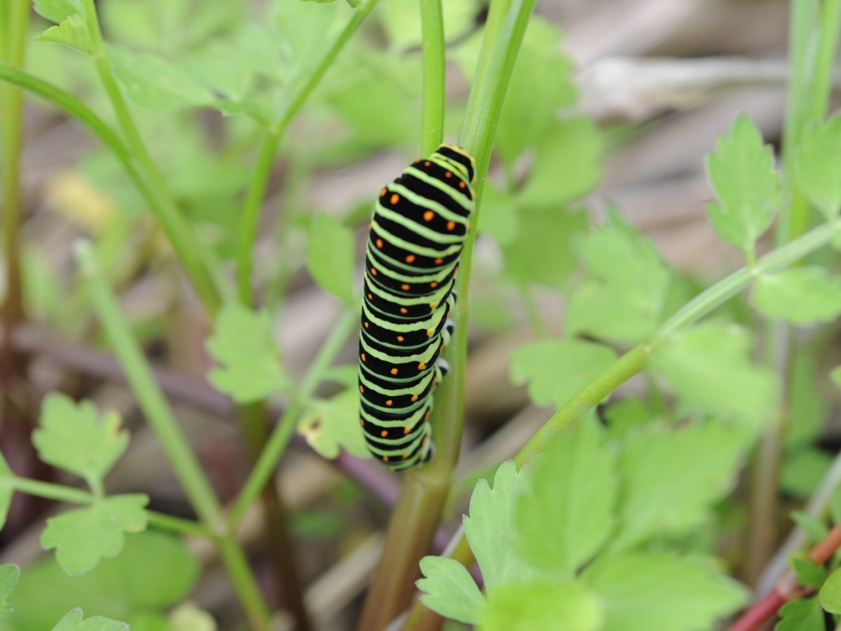 パセリを食べる毛虫の写真素材・画像素材 Image 87294956