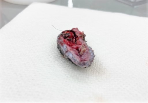 乳頭腫、皮脂腺腫 イボ 京都市左京区の動物病院「かもがわ動物医療センター」