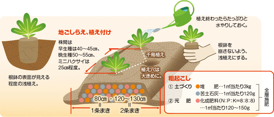 白菜の育て方 初心者も栽培できる？植える時期や巻かない原因は