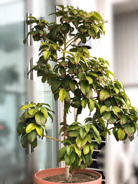 アボカドの育て方