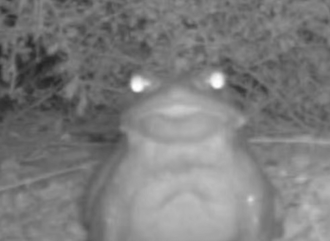 新種の毒ガエルを鳴き声で発見、ペルーナショナル ジオグラフィック日本版サイト