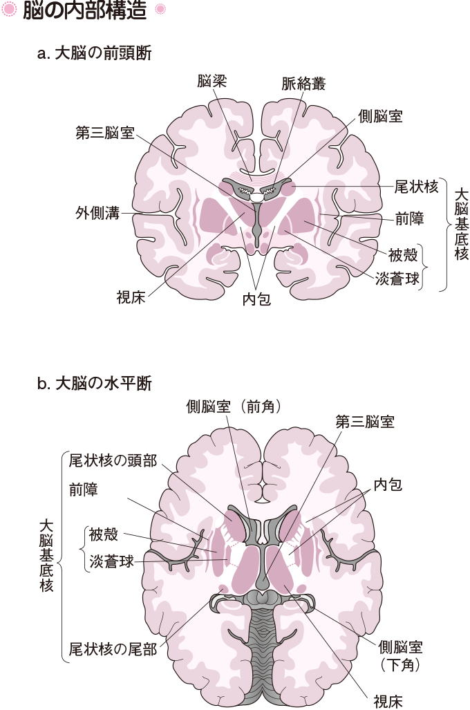 脳とはいったいどこを指すの？脳の構造看護roo! カンゴルー
