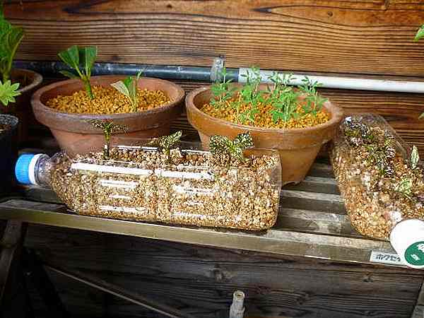 ヒポエステスの育て方観葉植物・お花の通販 AND PLANTSアンドプランツ