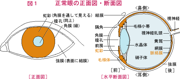 1,200点を超える眼球 断面図のイラスト素材、ロイヤリティフリーのベクター素材グラフィックスとクリップアート - iStock