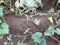 タキイのカボチャ栽培マニュアル野菜栽培マニュアル調べるタキイ種苗株式会社