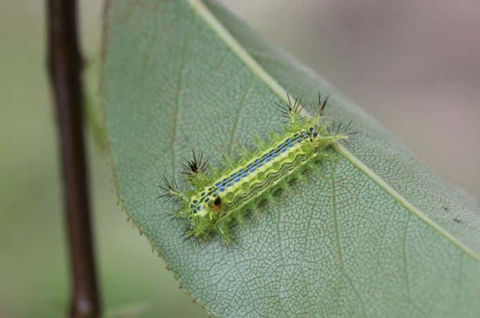 イラガ幼虫の対策＆刺された時の処置方法＜完全マニュアル＞YAMA HACK ヤマハック