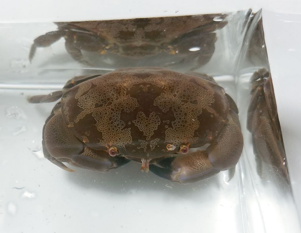 人も殺しうる危険なカニ・ヤドカリ 毒などを持つ甲殻類ailovei