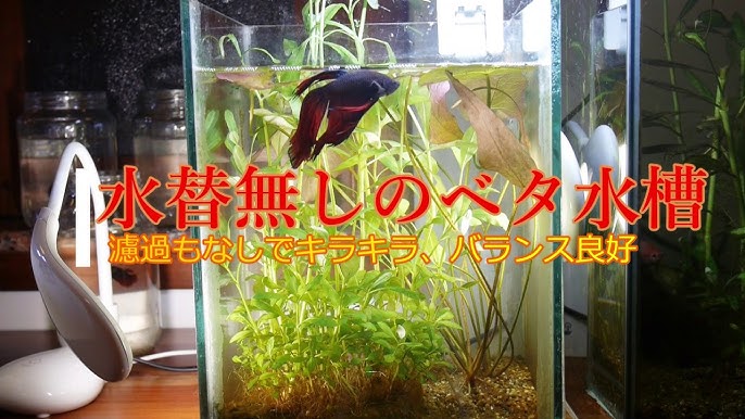 ベタの飼育方法人気の種類や値段、大きさは？ - WORIVER