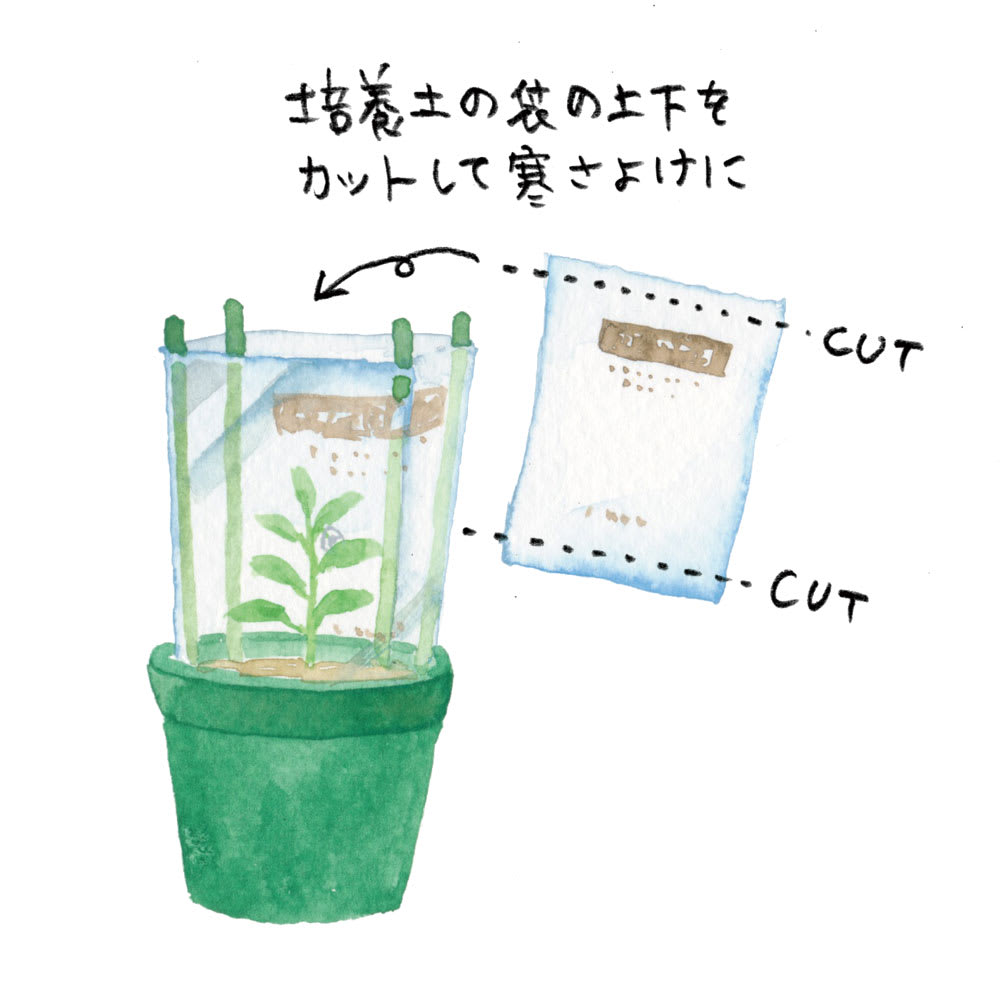 手軽に始める！ ピーマンのプランター栽培方法農家web