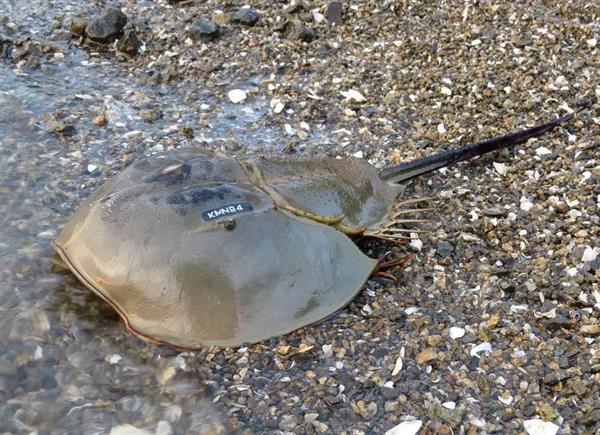 人類の命を救う「青い血」を持つカブトガニを守るため遺伝子工学が用いられている - GIGAZINE