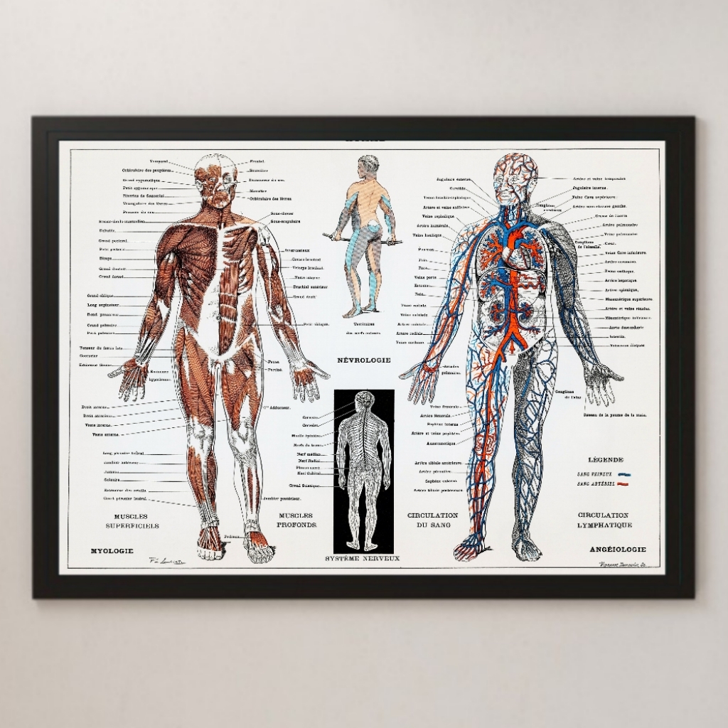 イラストで人を描くには人体構造を知ることが上達の近道