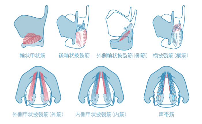 喉頭形成手術 甲状軟骨形成術 披裂軟骨内転術けいれん性発声障害 声が出にくい 声の高さを変えるなど様々な症状に医療法人顕夢会京都耳鼻咽喉音聲手術医院