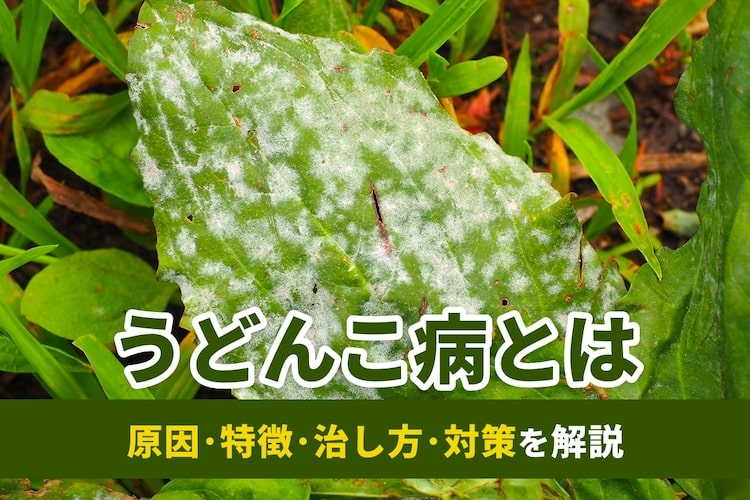 ウリハムシ対策に必要なこと！ 農薬の選び方やおすすめ駆除グッズとなりのカインズさん