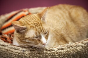 猫の寝すぎは病気？睡眠時間やたくさん寝る理由は？ねこちゃんホンポ