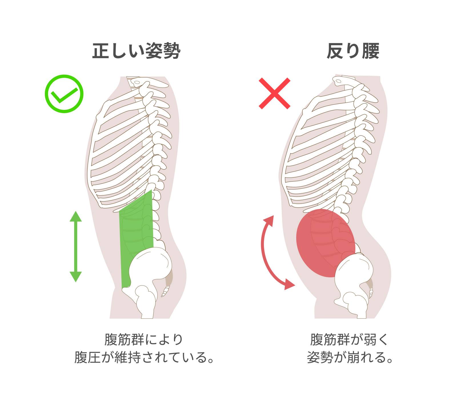 疲れない体になる、根来秀行教授に教わる正しい「腹式呼吸」レッスン コロナ不調がラクになる！呼吸法 美容メディアVOCE ヴォーチェ