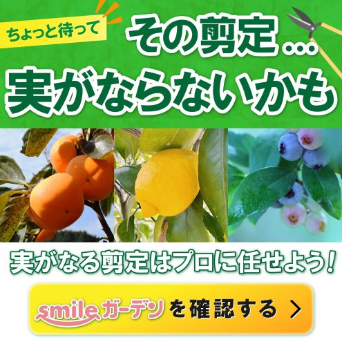 葉がすすけたように色が抜け、触るとザラッとしています。苗木部の部室 〜苗木、育てよう〜 By 花ひろばオンライン