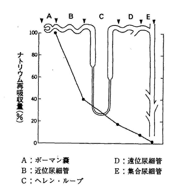 イラストで分かる！ . ‪「ネフロンの仕組み」‬ . ‪ネフロン＝腎小体＋尿細管‬ . ‪腎小体＝糸球体＋ボーマン囊‬ .ゴロ勉_泌尿器系ネフロン腎小体尿細管腎臓