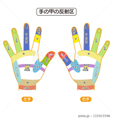 波田野将吾 はたの鍼灸院耳つぼ、足つぼときたら手のつぼもやらなきゃダメですよね。 まぁ手つぼとは言いませんが手にも沢山ツボがあります、今回は手のひらにある内臓の反射区をご紹介します。Instagram