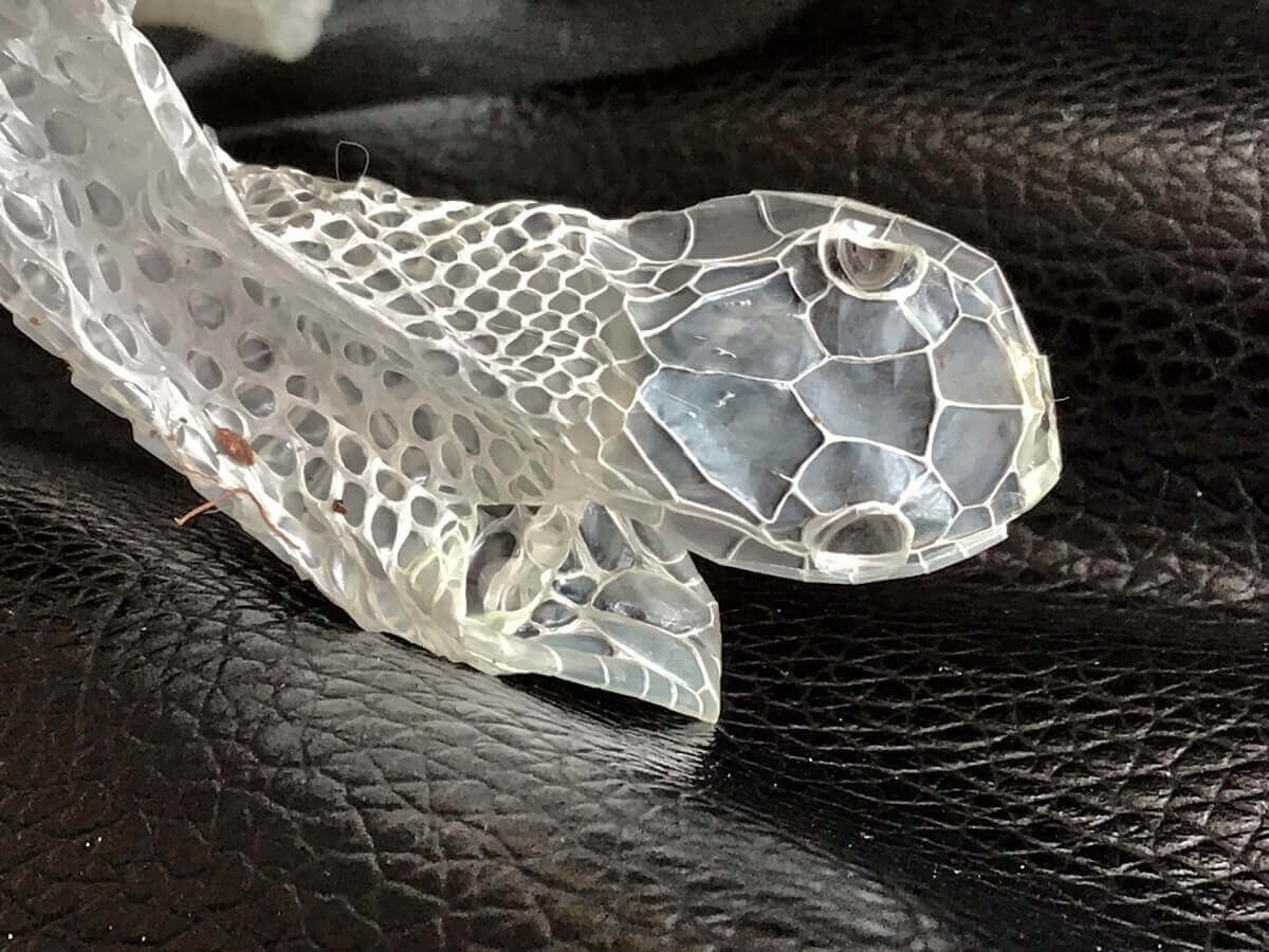 蛇の夢占い 大きさや色、行動別の意味40選ヨムーノ