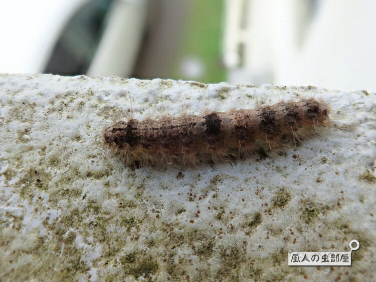 蚊は一度に何カ所刺したら気がすむのか2007年8月11日- エキサイトニュース