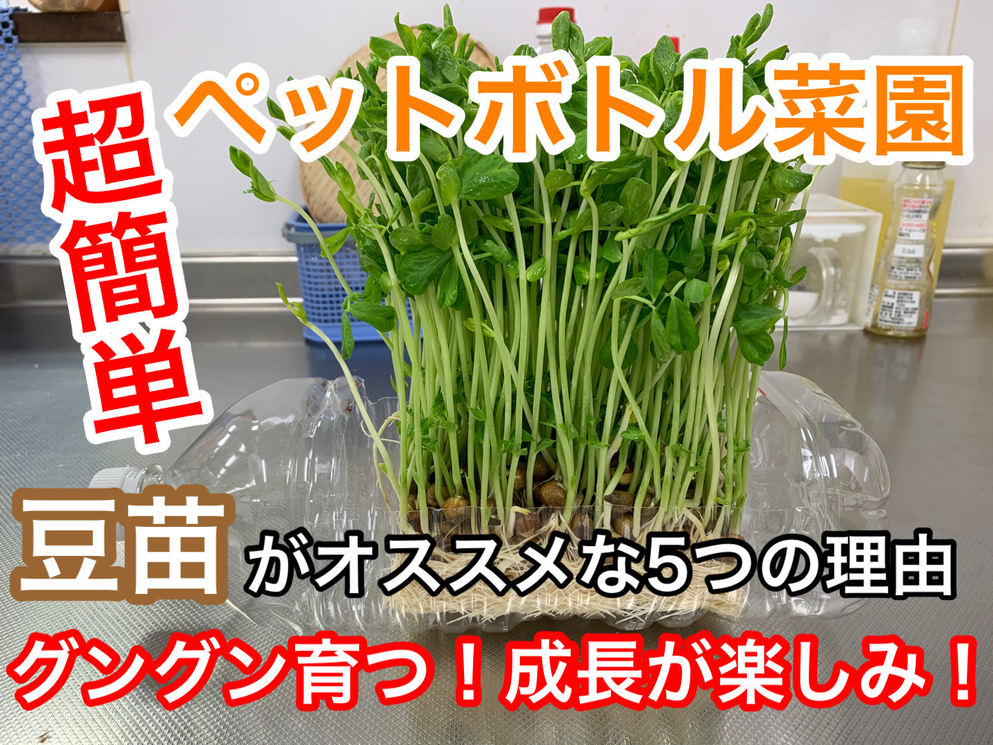 トウミョウ 豆苗 のそだレポ 栽培レポート 植物図鑑みんなの趣味の園芸