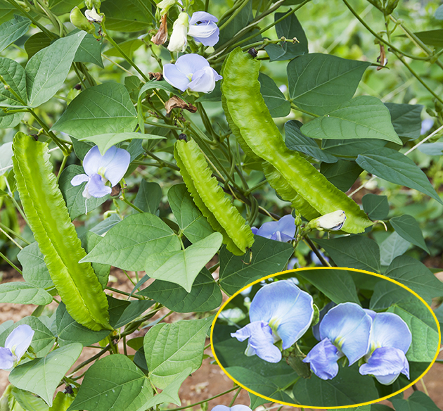 四角豆 しかくまめうりずん豆 ウリズン：旬の野菜百科