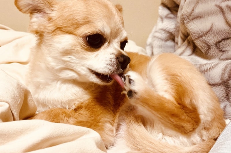 自分の足を舐める理由は猫のぐっぴーが多義語を解説「犬や猫ともっと幸せに」をコンセプトにしたWEBメディア「sippo」