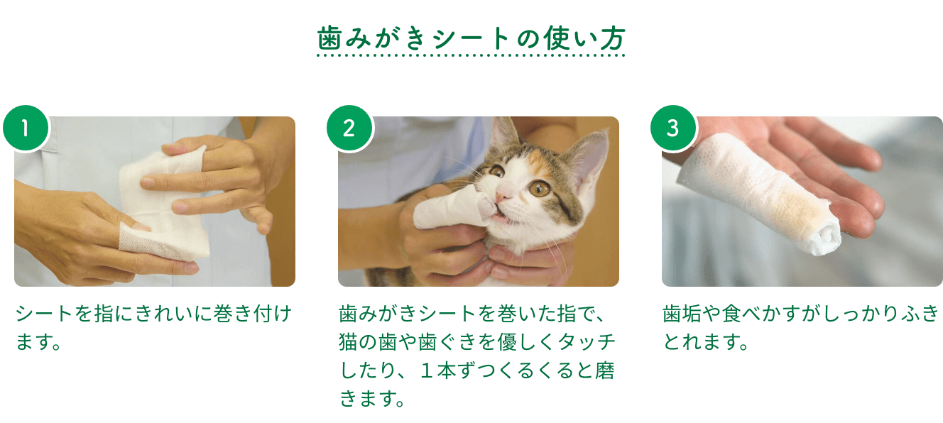 猫の歯磨きのやり方 デンタルケア 横浜どうぶつ歯科