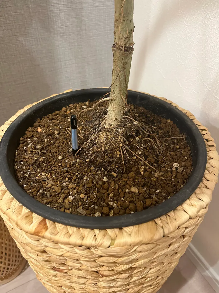 ウンベラータの挿し木 ～ポイントを徹底解説～ 観葉植物の基礎知識APEGO