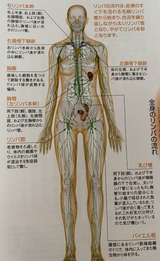 ツボ押しグッズ人気おすすめ10選！肩こりや背中、腰、首、足裏の指圧にマイナビおすすめナビ