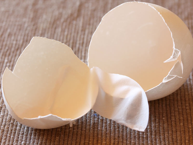 卵の殻を畑の肥料に 我が家の再利用方法と使い方・作り方三月のたぬき