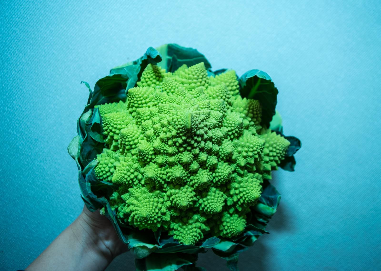 集合体恐怖症ねずみ・害虫・シロアリ駆除ならシー・アイ・シ