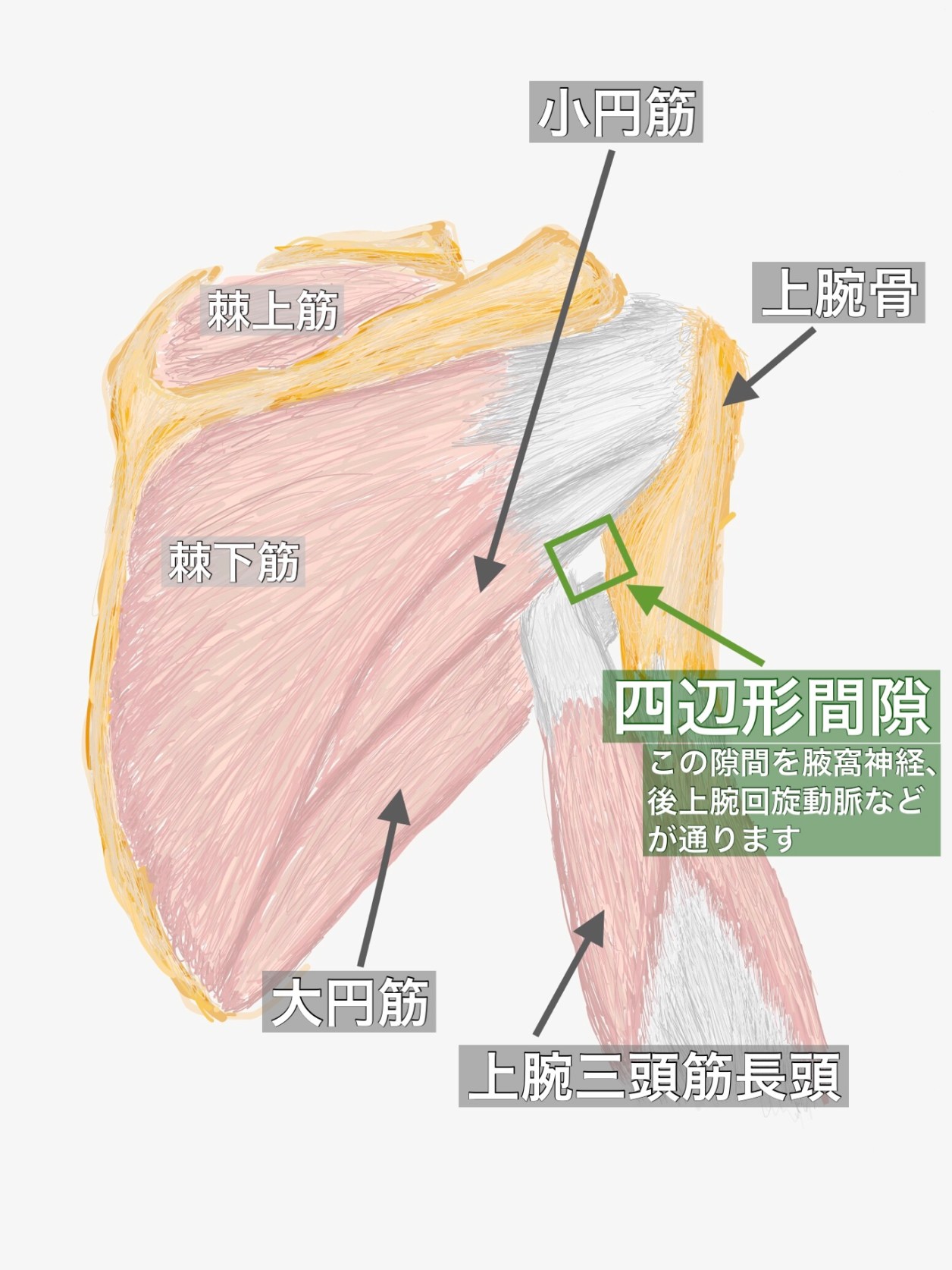 皮膚の構造皮膚の解剖と生理東京・明治通りクリニック 渋谷