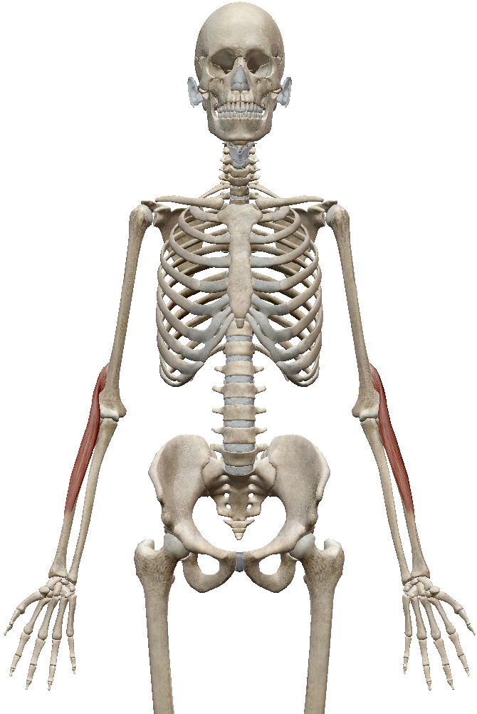 腕橈骨筋について│一般社団法人アジアNOVASTストレッチ協会