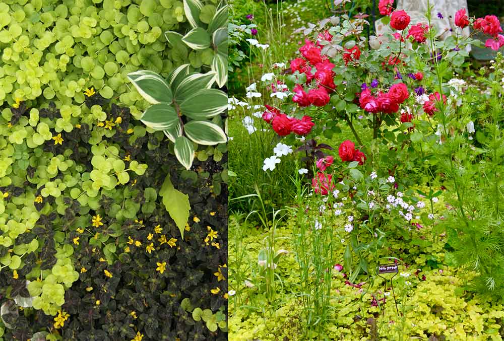 園芸活動2016 リシマキアリッシー寝床からグウタラな日常を語る