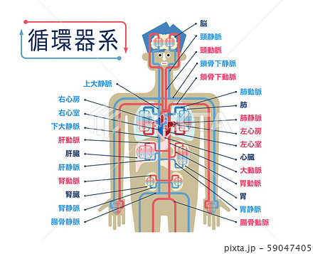 ヒトの心臓血管系の図。哺乳類の循環。血液循環システムと心臓の解剖学。のイラスト素材・ベクター Image 190318106
