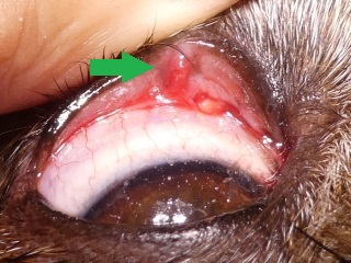 犬のものもらい - 診療日誌
