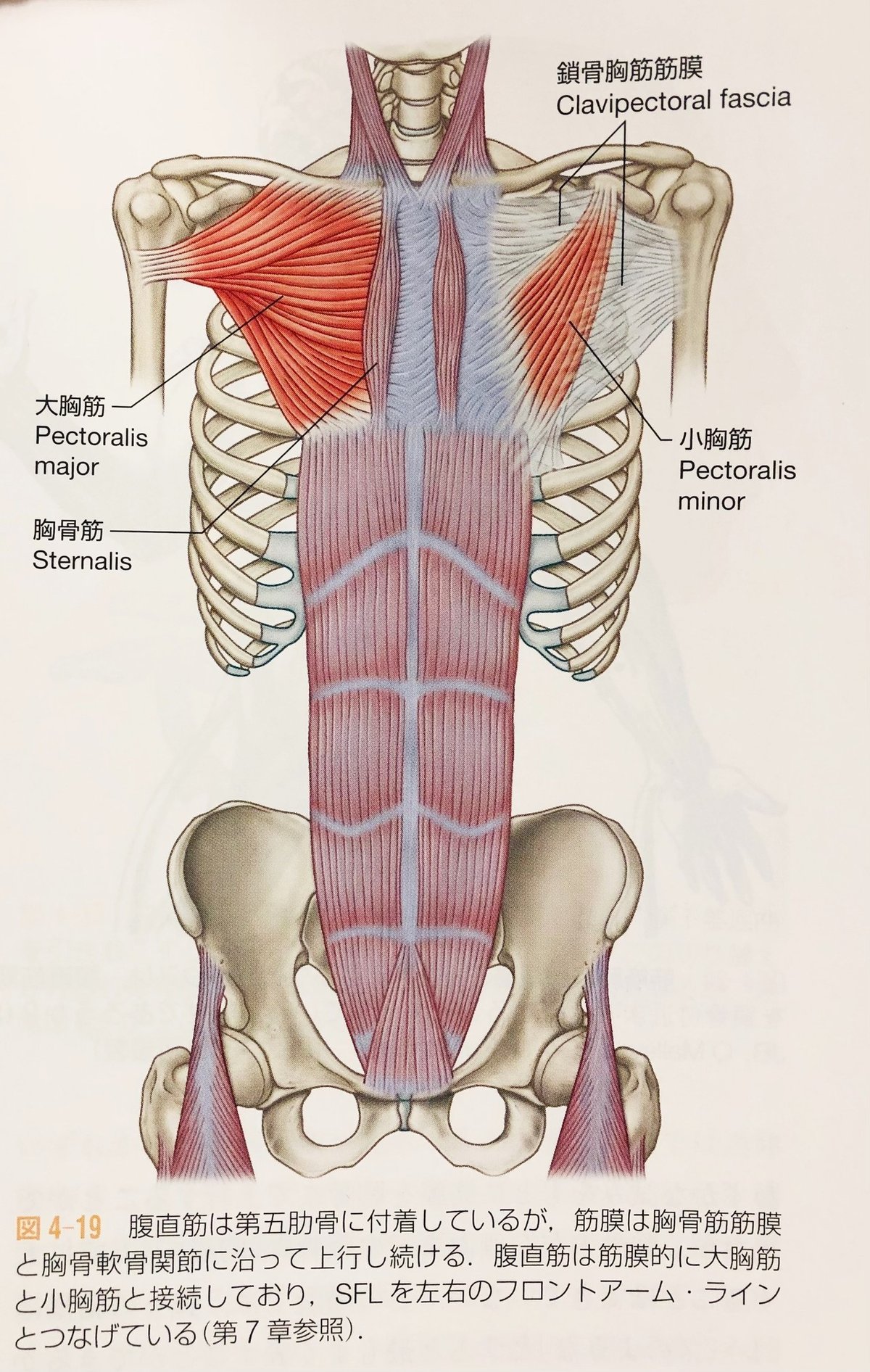 腹筋だけじゃダメ 5分で腹斜筋をバチバチに鍛える12種目最強メニュー 腹筋- YouTube