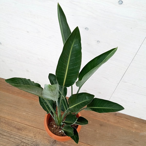 ストレリチア・レギネ 極楽鳥花 の育て方カンタンでお世話が楽！トラブルの対処法も解説観葉植物・お花の通販 AND PLANTSアンドプランツ