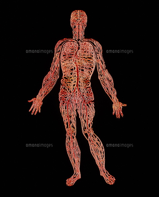 全身の血液循環のイラスト - 医療のイラスト・写真・動画、素材販売サイトのメディック medick