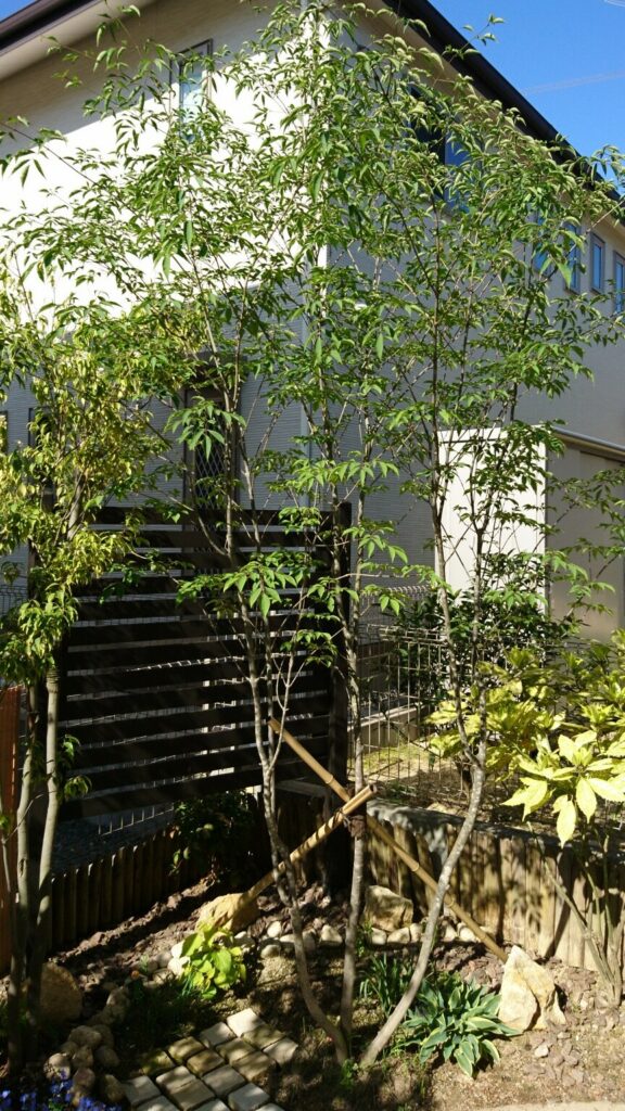 アオダモの魅力と育て方、シンボルツリーとしての植栽実例もご紹介千葉県 東京都の造園 植栽 庭施工造園業専門店 新美園