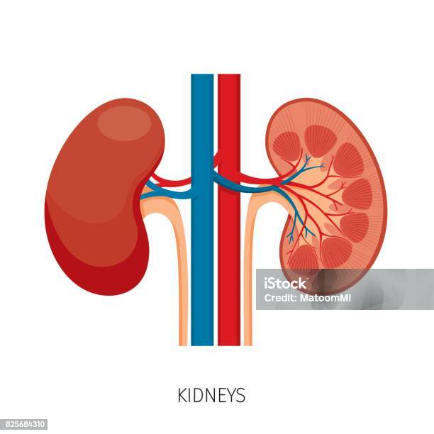 人体の左腎臓と副腎のわかりやすい断面イラストのイラスト素材125425094- PIXTA
