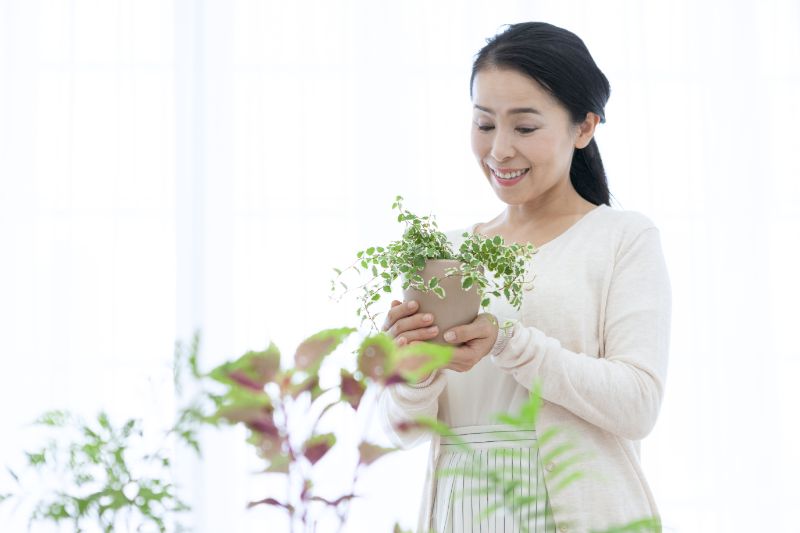 風水で恋愛運アップ！観葉植物「アイビー」の魅力 – Jewelry Plant online