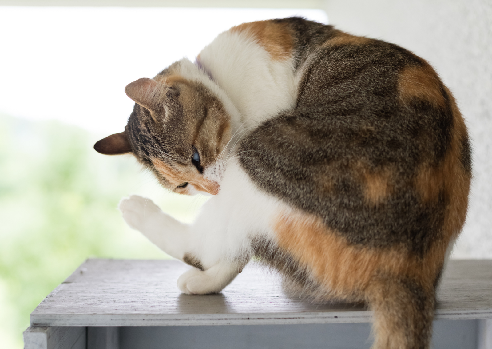 ノミアレルギー性皮膚炎 - あいむ動物病院 西船橋